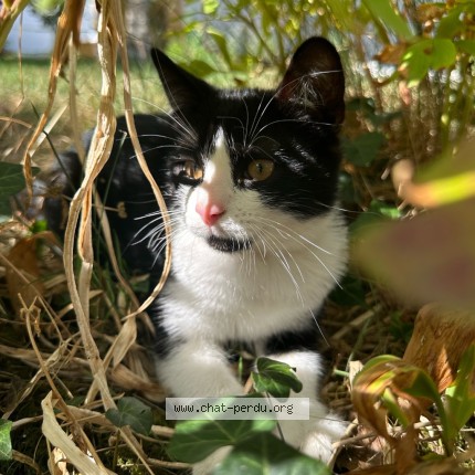 Photo 2/3 OREO Chat perdu à Argentan