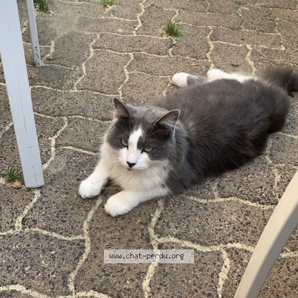 Photo de chat perdu à Ligne