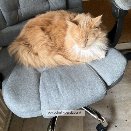 Photo 1/1 rogue Chat perdu à Uccle