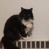 Oreo