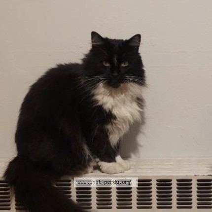 Photo 1/1 Oreo Chat perdu à Zellik