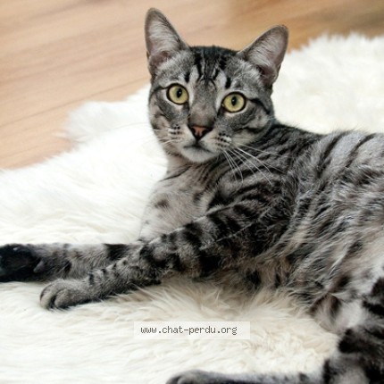 Photo 1/1 Chat trouvé Trouvé à Tarare