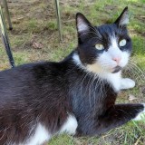 Merlin