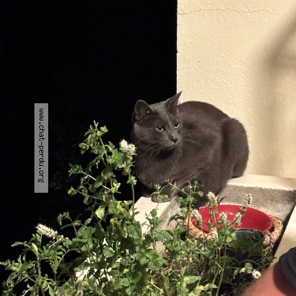 Photo de chat perdu à Meylan