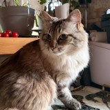 Lulu