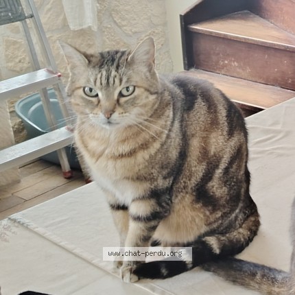 Photo 1/1 M&eacute;m&egrave;re Chat perdu à Bourges