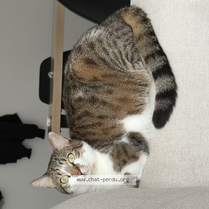 Photo 1/1 cacahuete Chat perdu à Saint Etienne