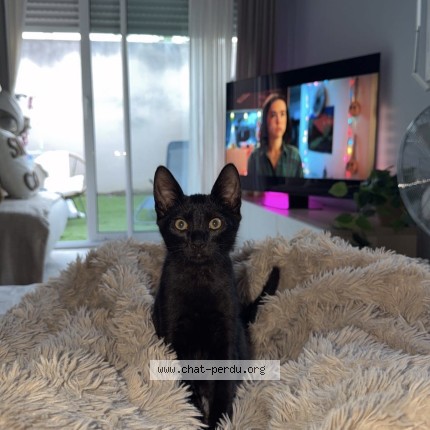 Photo de chat perdu à Toulouse