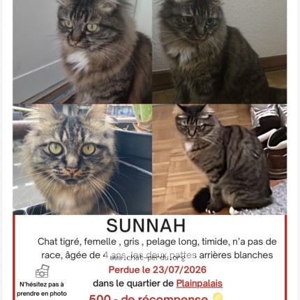 Photo 1/1 Sunnah Chat perdu à Geneve