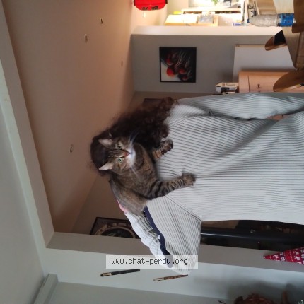Photo de chat perdu à Marquette Lez Lille