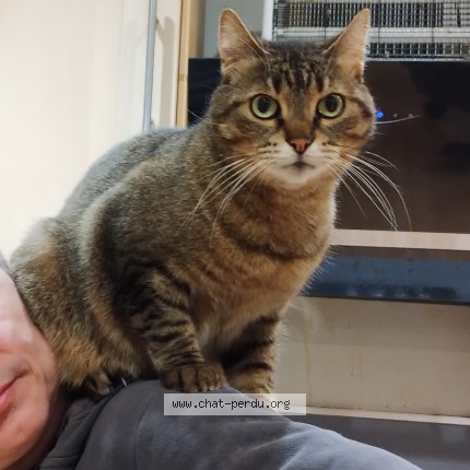 Photo 1/1 Chat retrouvé Perdu à Marquette Lez Lille