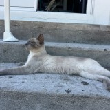 CESAR