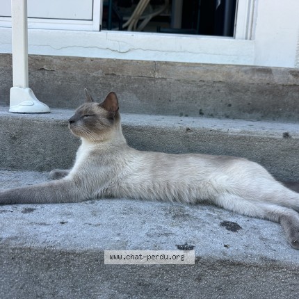 Photo de chat perdu à La Teste De Buch
