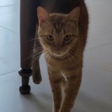 vanille