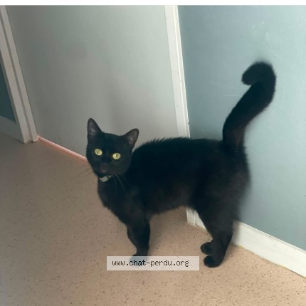 Photo de chat perdu à Perenchies