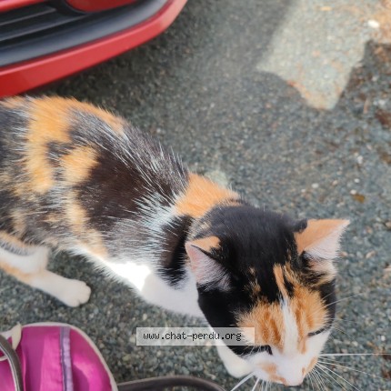 Photo 1/1 Chat trouvé Trouvé à Bretignolles Sur Mer