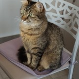 Romy