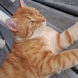 tigrou