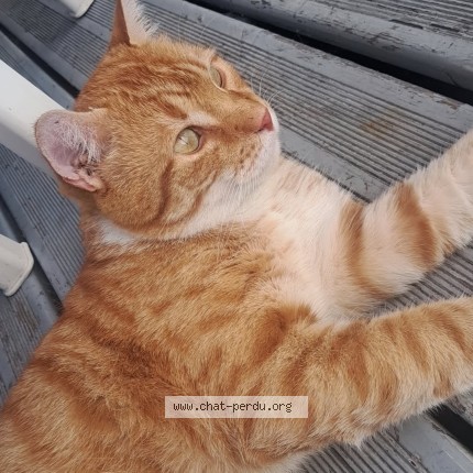 Photo de chat perdu à La Rochelle