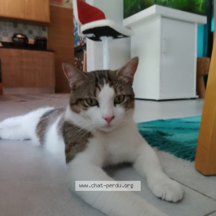 Photo de chat perdu à Sailly Lez Lannoy