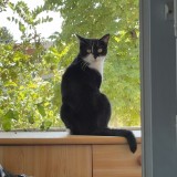 paco
