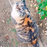 SIMONE