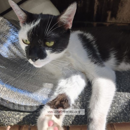 Photo de chat trouvé à Vire