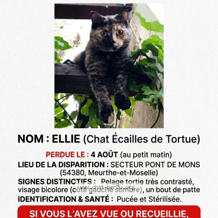 Photo 1/1 Ellie Chat perdu à Bezaumont