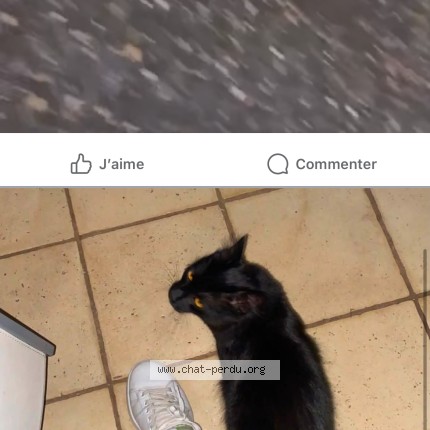Photo 1/1 rio Chat perdu à Fecamp