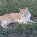 Bulut
