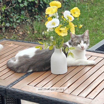 Photo 1/1 Yuki Chat perdu à Drancy