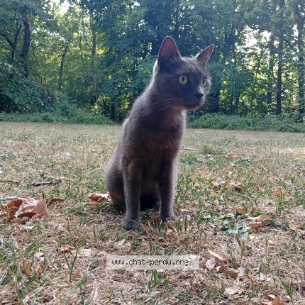 Photo 1/1 Chat trouvé Trouvé à Rennes