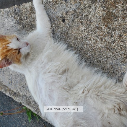 Photo 1/1 Chat trouvé Trouvé à Quimper