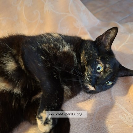 Photo de chat trouvé à Estadens
