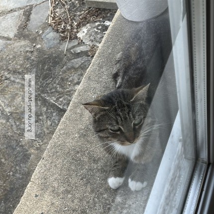 Photo 1/2 Chat retrouvé Trouvé à Andel