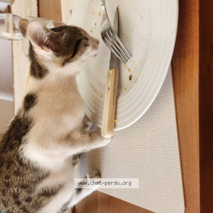 Photo de chat trouvé à Cachan