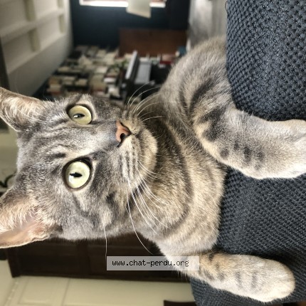 Photo de chat perdu à Savenay