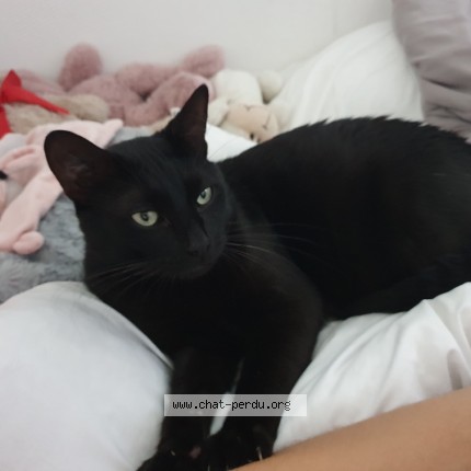 Photo de chat trouvé à Anglet