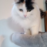 Miquette