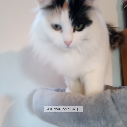 Photo de chat perdu à Maxent