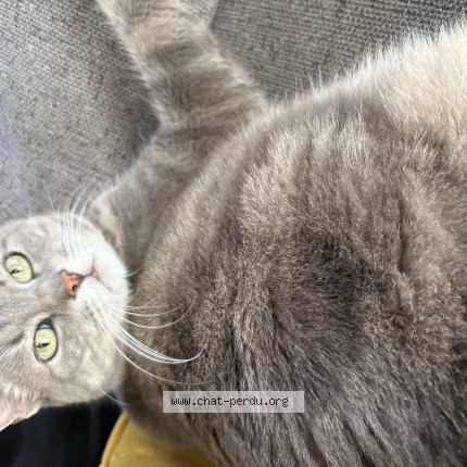 Photo de chat perdu à Marguerittes