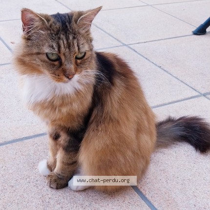 Photo de chat trouvé à Barges