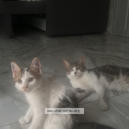 Photo de chat perdu à Aulnay Sous Bois