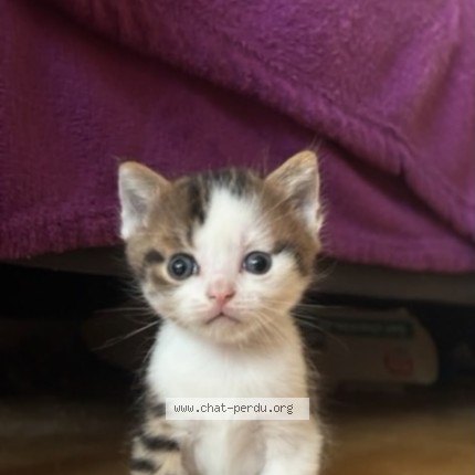 Photo de chat perdu à Gisors
