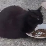 Noiraude