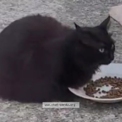 Photo 1/1 Noiraude Chat perdu à Pluguffan