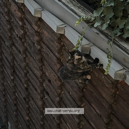 Photo de chat trouvé à Bourgoin Jallieu