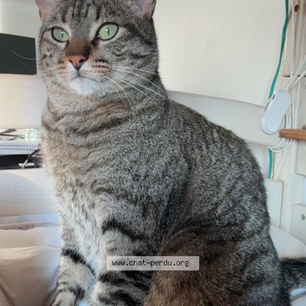 Photo 1/1 Smooky Chat perdu à Paris
