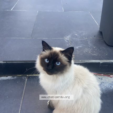 Photo de chat perdu à Potelle