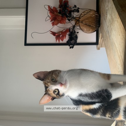 Photo de chat perdu à Annoeullin